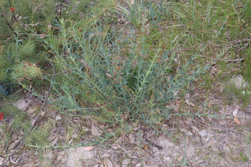 Image of Daviesia decurrens by (c) Thomas Mesaglio, some rights reserved (CC BY)