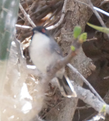 Curruca melanocephala