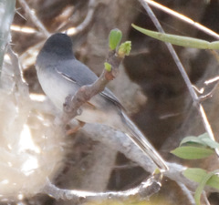 Curruca melanocephala