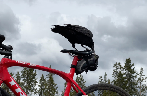 Common Raven photographed in Wyoming