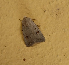 Caradrina kadenii
