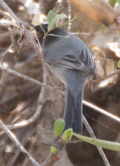 Curruca melanocephala