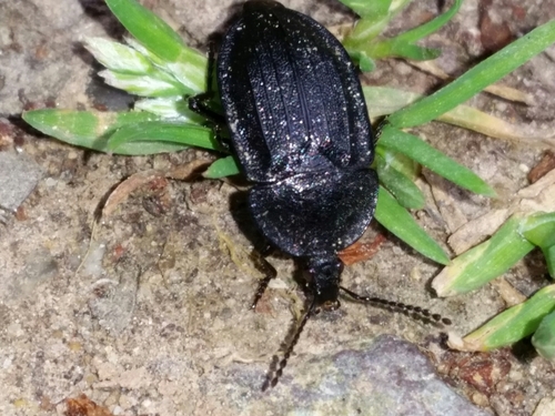 Phosphuga atrata