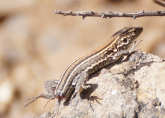 Gallotia galloti galloti