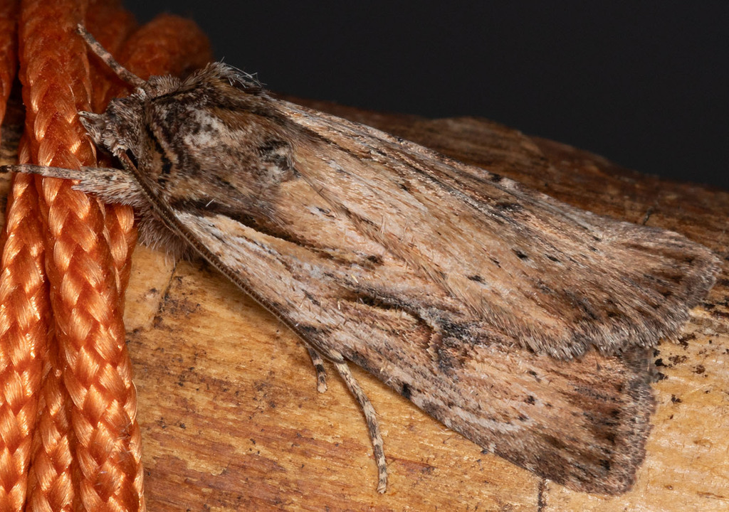 Xestia infimatis