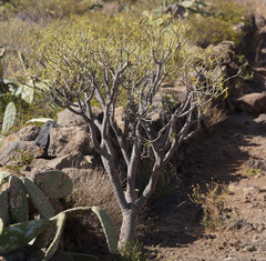 Euphorbia lamarckii image