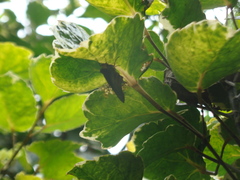 Astraptes