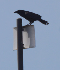 Corvus corax
