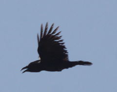 Corvus corax