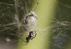 Cyrtophora citricola