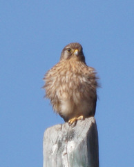 Falco tinnunculus canariensis