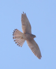 Falco tinnunculus canariensis