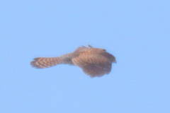 Falco tinnunculus canariensis