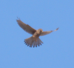 Falco tinnunculus canariensis