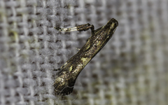 Calybites phasianipennella