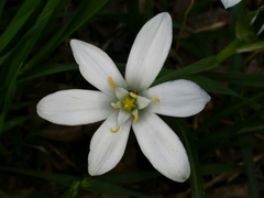 Ornithogalum umbellatum