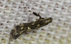 Calybites phasianipennella