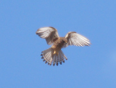 Falco tinnunculus canariensis