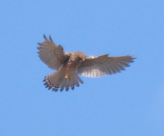 Falco tinnunculus canariensis