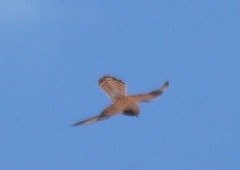 Falco tinnunculus canariensis