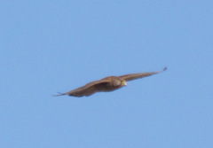 Falco tinnunculus canariensis