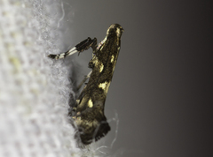 Calybites phasianipennella