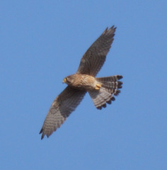 Falco tinnunculus canariensis