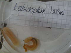 Labidoplax buskii