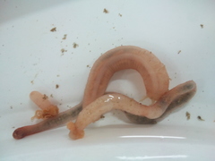Leptosynapta inhaerens