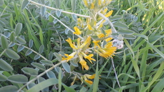 Astragalus macrocarpus