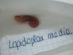 Leptosynapta inhaerens