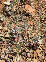 Streptanthus hispidus