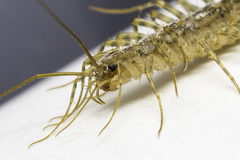 Scutigera coleoptrata