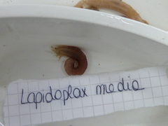 Leptosynapta inhaerens
