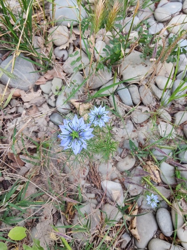Nigella damascena