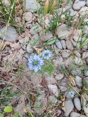 Nigella damascena — photo 2