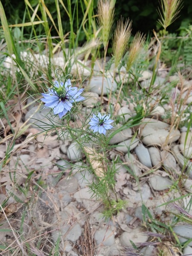Nigella damascena