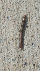 Diplopoda