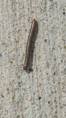 Diplopoda