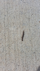 Diplopoda