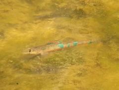 Etheostoma stigmaeum