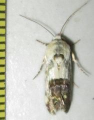 Acontia