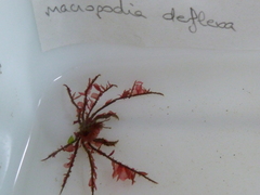 Macropodia deflexa