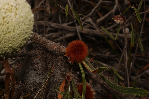 Image of Banksia laevigata by (c) Greg Tasney, some rights reserved (CC BY-SA)