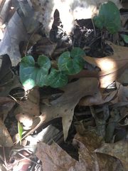 Hexastylis naniflora