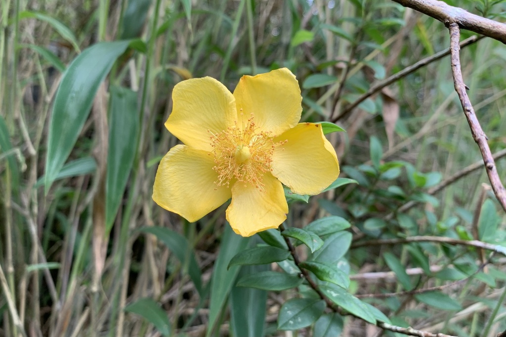 Hypericum hookerianum; photograph (c) Apichart Songsangchun, some rights reserved (CC BY)
