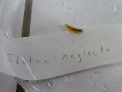 Idotea neglecta