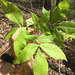 Pignut Hickory - Photo (c) omniscient_snail_sam, some rights reserved (CC BY-NC)