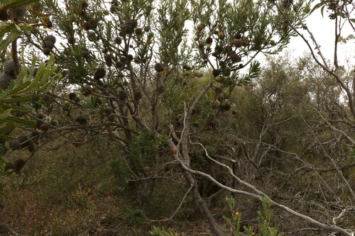 Image of Banksia laevigata by (c) Greg Tasney, some rights reserved (CC BY-SA)