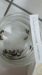 Echinogammarus marinus